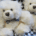 Teddy - Clark